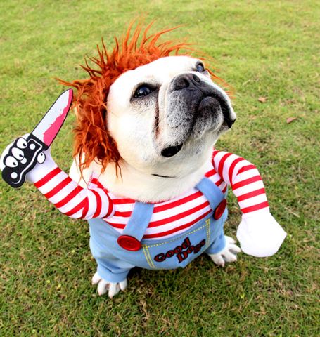 Fantasia de Carnaval para Cachorro Dog Chucky